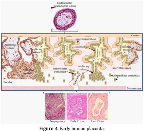 Figure 3 from Histology of Human Placenta | Semantic Scholar