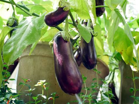 Mastering Eggplant Cultivation: Tips for a Bountiful Harvest - Grow ...