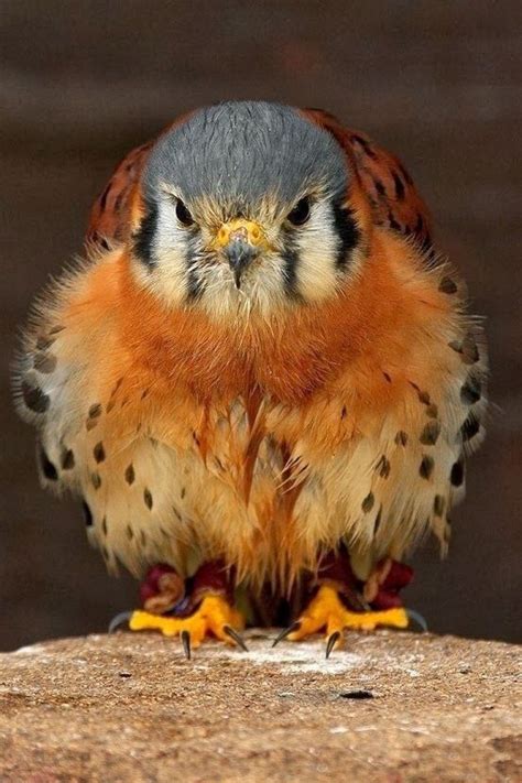 Baby Falcon | birds | Pinterest | Falcons, Bird and Babies