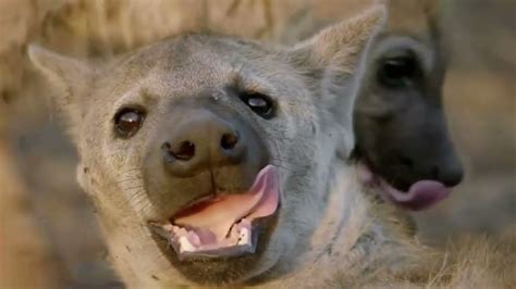 HYENA DOCUMENTARY 2 HD - YouTube