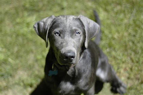 Lab Hound Mix [Labradror Retriever + Bloodhound]