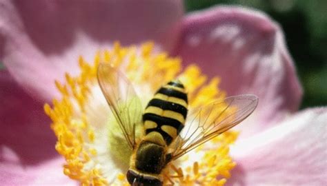 What Are Bumble Bees Attracted To? | Garden Guides