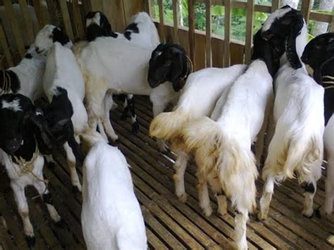 Ingin Ternak Kambing ? Berikut Ini Kenali 4 Jenis-Jenis Kambing Budidaya - Madani Farm Jogja