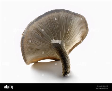 Fairy ring mushroom Stock Photo - Alamy