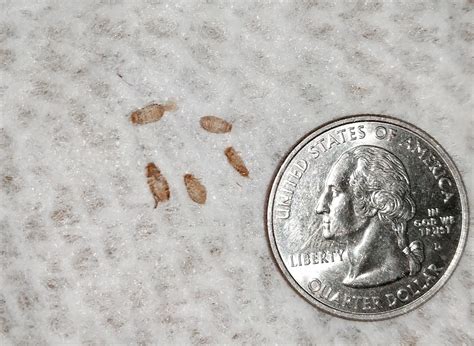 29+ Carpet Beetle Larvae PNG - Carpet Beetle New 2021