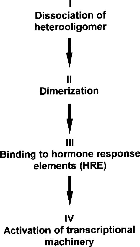 Figure 3 from RU486 (mifepristone): mechanisms of action and clinical ...