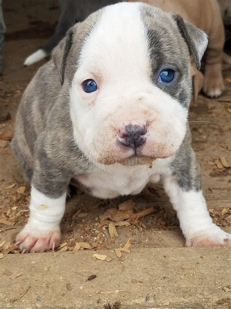 American Pit Bull Terrier Puppies For Sale | Moravian Falls, Wilkesboro ...