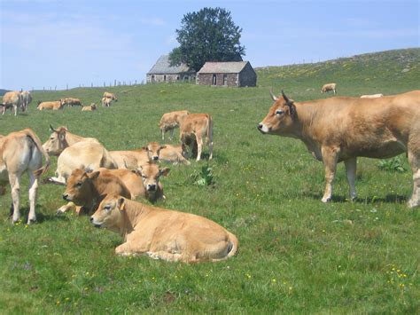 File:Aubrac, cows near a buron.jpg - Wikimedia Commons