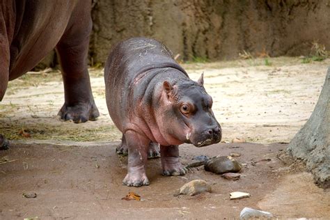 Five questions with the Dallas Zoo about baby hippo Kalo - Oak Cliff