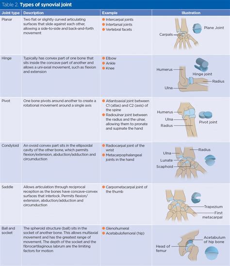 Skeletal system 2: structure and function of the musculoskeletal system | Nursing Times