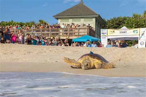 Tour de Turtles Celebrates Sea Turtles, Supernatural, and Science at Disney’s Vero Beach Resort ...