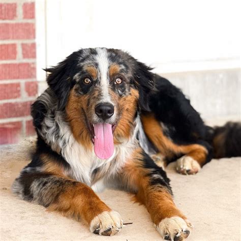 Top 44 Cutest Bernese Mountain Dog Mixes Of All Time