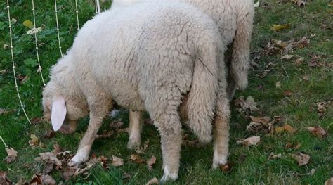 Do All Sheep Have Long Tails? - SheepCaretaker