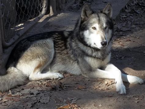 Wolfdog For Sale - Hoobly Classifieds | Wolf dog, Wolf hybrid, Cute funny animals