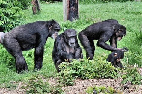 Chimpanzee Family Stock Photos, Images and Backgrounds for Free Download