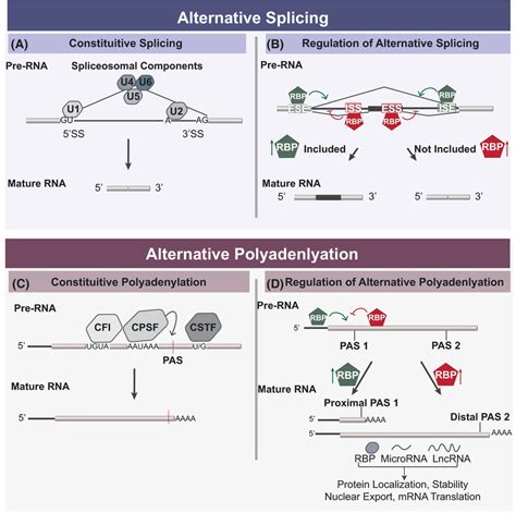 Constitutive splicing and polyadenylation are regulated by RBPs that... | Download Scientific ...