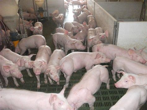 Pig Farming in Ghaziabad | ID: 10880404197