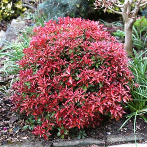 Pieris Mountain Fire – Plant All Season