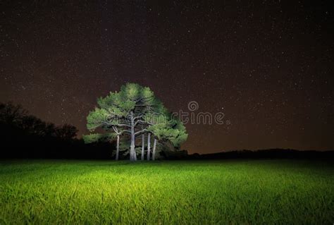 Pine Tree Against Starry Night Sky Stock Photo - Image of forest, night: 91706780