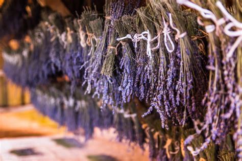 How to Dry Lavender | HGTV