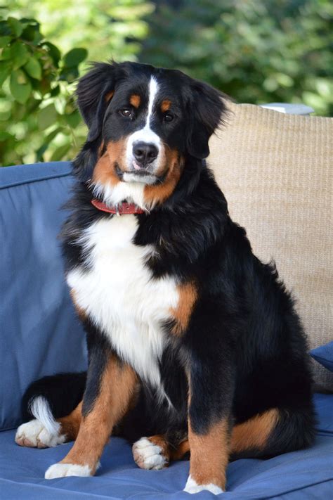 Bernese Mountain Dog Breed » Info, Pictures, & More