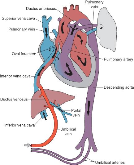 1 Fetal well-being and adaptation at birth | Obgyn Key