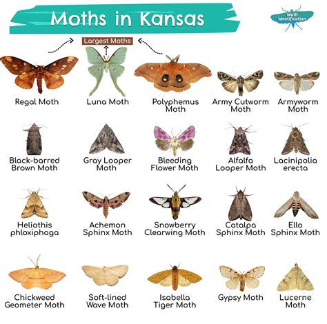 Types of Moths in Kansas