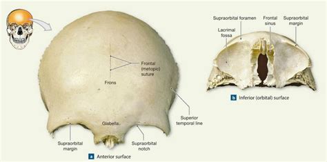 Pin on Skull Construction