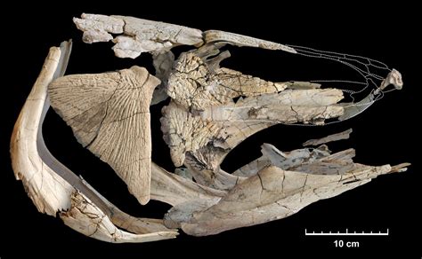 Species New to Science: [PaleoIchthyology • 2024] Reconstructing an ...