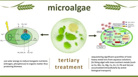 Microalgae for wastewater treatment - YouTube