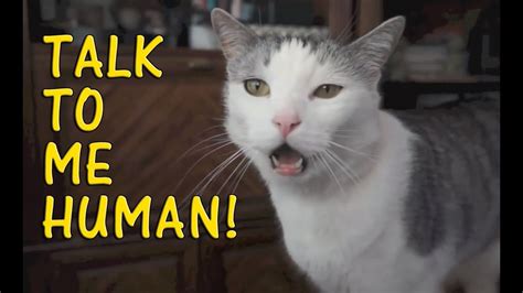 Cats Talking With Their Humans Compilation 2015 [NEW] | Cat talk, Cat quotes funny, Funny cat memes