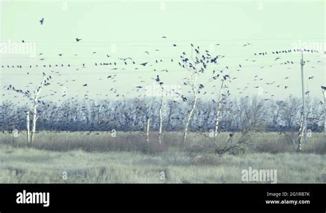 Migration birds power lines Stock Videos & Footage - HD and 4K Video Clips - Alamy