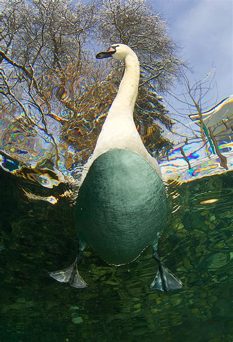 Swan_Underwater on Behance