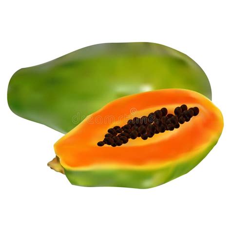 Vector Illustration of Papaya Fruit with Real Colors. Stock Vector - Illustration of orange ...