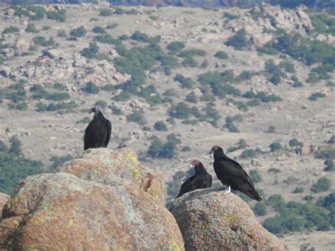 Wichita Mountains Wildlife Refuge eBird Hot Spot - Friends of the Wichitas