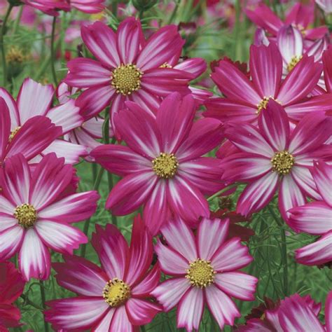 Cosmos Seeds - COSIMO PURPLE RED-WHITE - Cosmos Bipinnatus - 25 Seeds ...