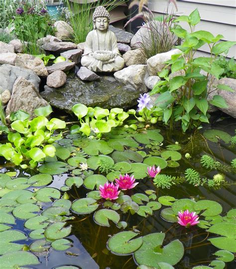 Lotus Flowers for Your Garden Pond: A Guide to Choosing and Caring for ...