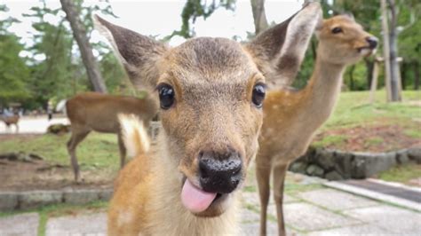 How to get to Nara Park