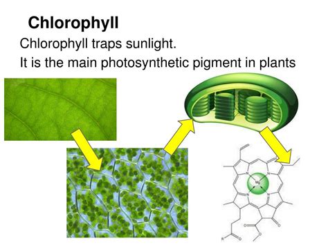 PPT - 3.8 Photosynthesis (Core) PowerPoint Presentation, free download - ID:2407626