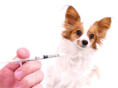 Canine Influenza Vaccine | Houston PetTalk | Houston PetTalk