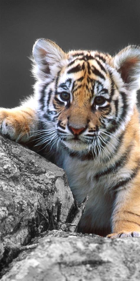 Tiger Mobile Wallpapers - Latest Tiger Mobile Backgrounds - WallpaperTeg