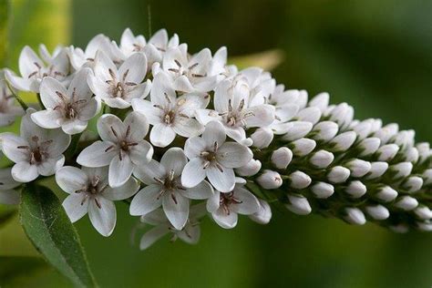 Lysimachia clethroides (Gooseneck Loosestrife, Gooseneck Yellow Loosestrife) | North Carolina ...