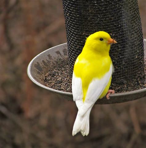 The 51 Best Spring Bird Pictures Ever - Birds and Blooms