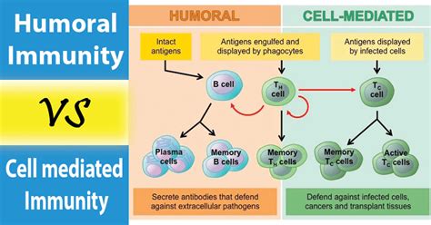 All of the Following Are Components of Cell-mediated Immunity Except - MinakruwSharp