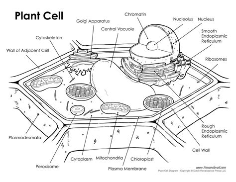 Cell diagram, Plant cell drawing, Plant cell diagram