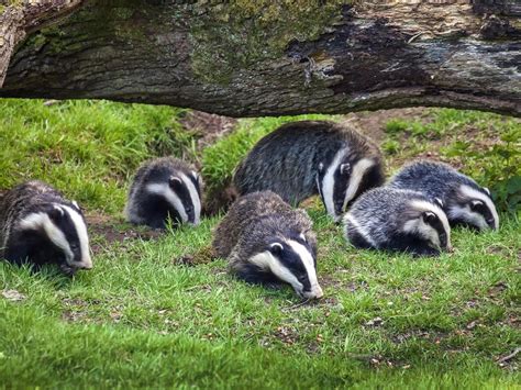 Badger cull may actually make TB spread worse, scientists warn | Badger ...