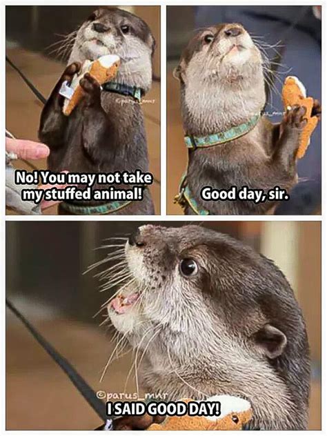 I Said Good Day, Sir Otter Meme. - In Otter News