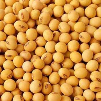 Soybean GMO