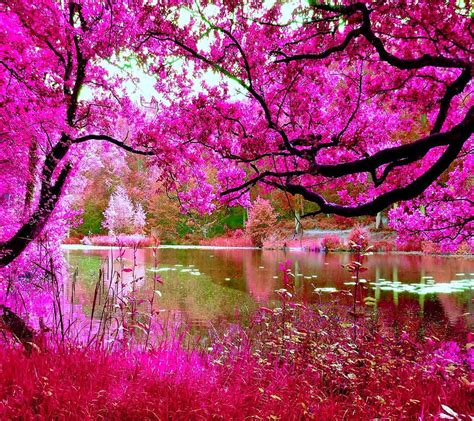 947 Wallpaper Pink Nature Images & Pictures - MyWeb