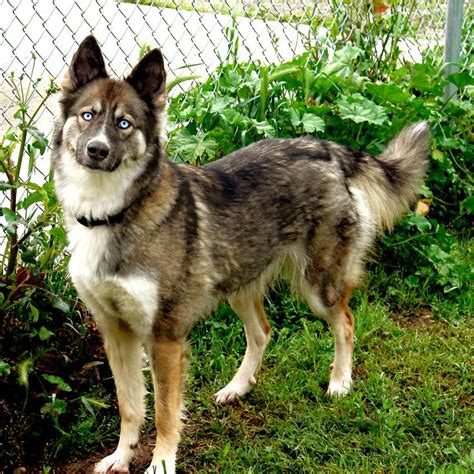 Gerberian Shepsky (German Shepherd Siberian Husky Mix) Facts ...